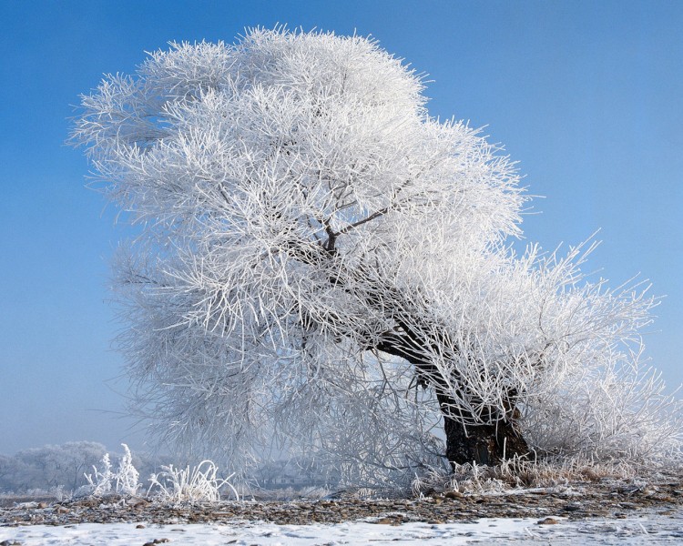 雪中树木图片(20张)