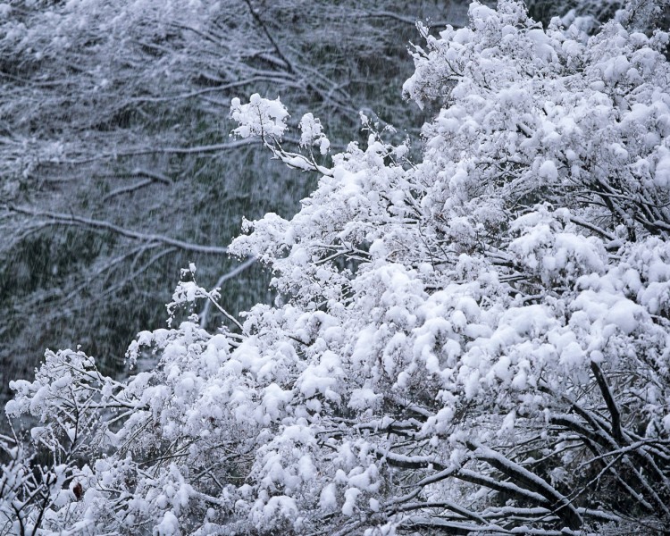 雪中树木图片(20张)