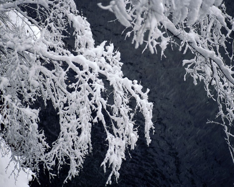 雪中树木图片(20张)