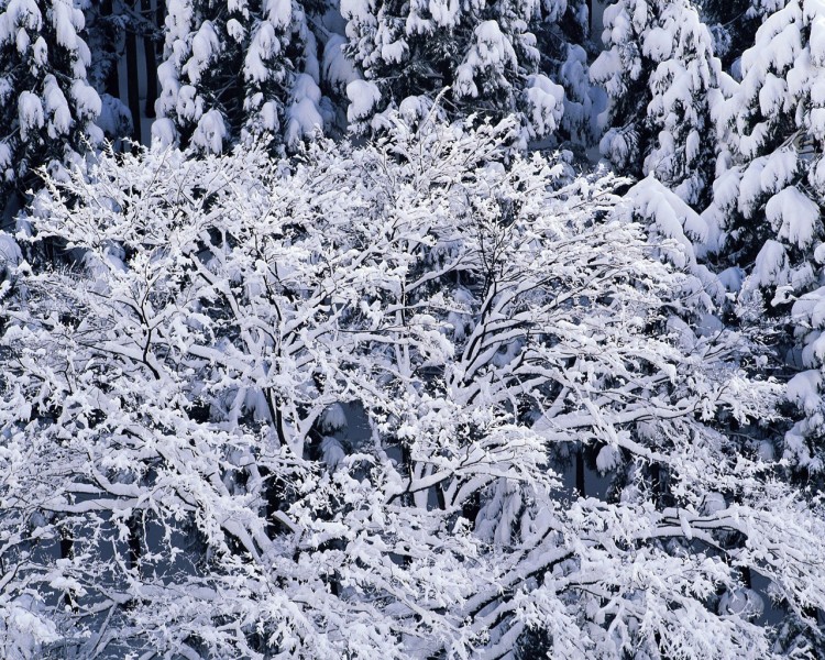 雪中树木图片(20张)