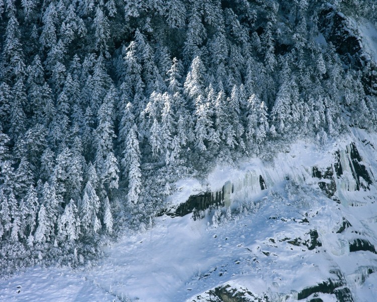 雪中树木图片(20张)