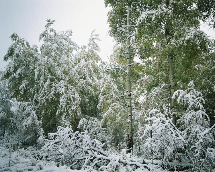 雪中树木图片(20张)