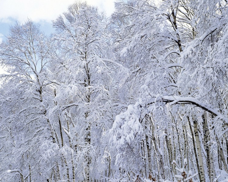 雪中树木图片(20张)