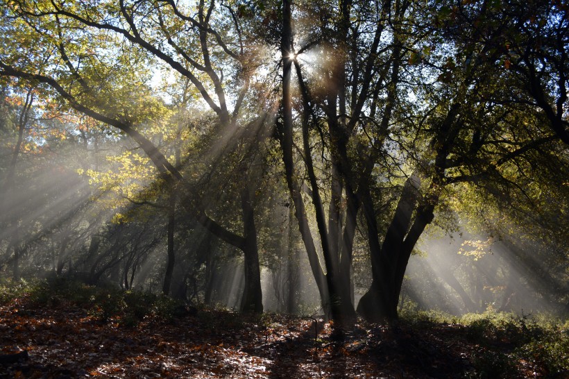 太阳光穿过树林图片(11张)