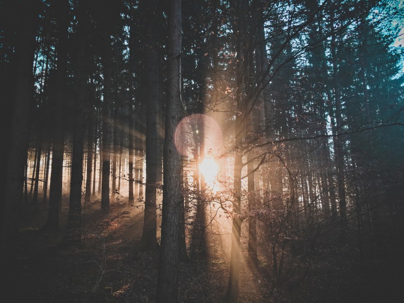 太阳光穿过树林图片(11张)