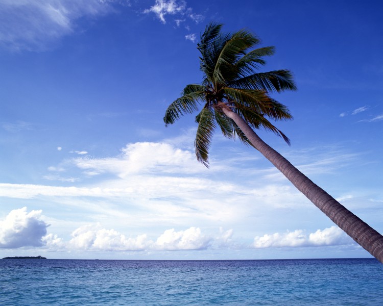 热带椰树绝美风景图片(19张)