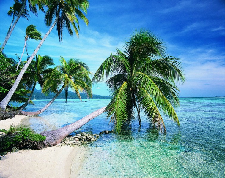 热带椰树绝美风景图片(19张)