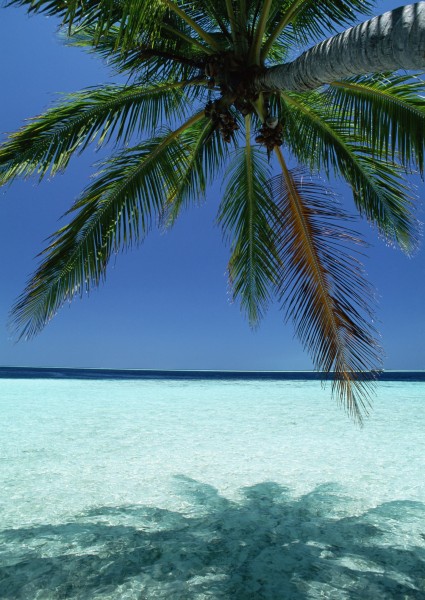 椰树海滨风景图片(32张)
