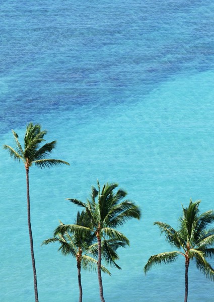 椰树海滨风景图片(32张)