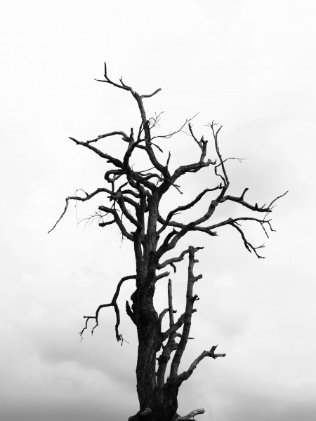 一棵干枯的树图片(10张)