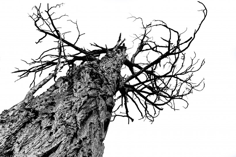一棵干枯的树图片(10张)