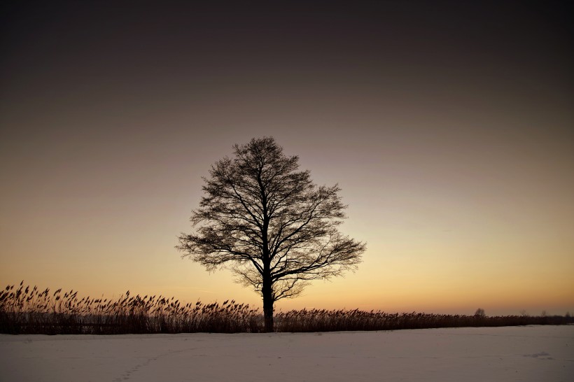 一棵孤独的树图片(10张)