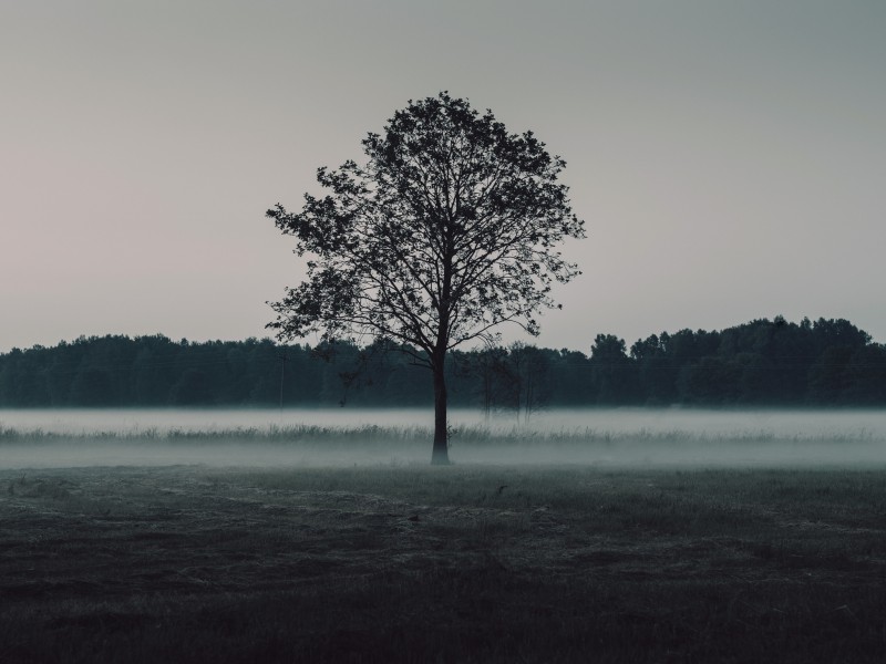 一棵孤独的树图片(10张)