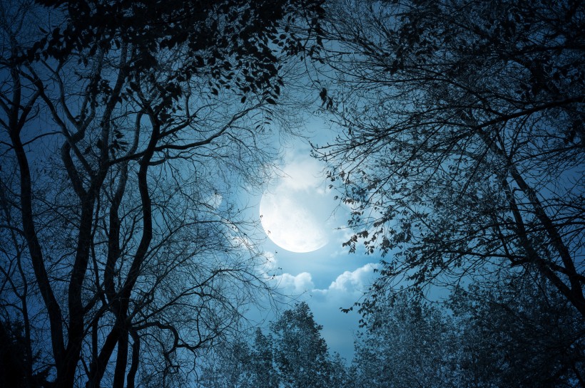 月圆之夜 图片(23张)