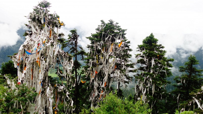 云杉树木风景图片(13张)