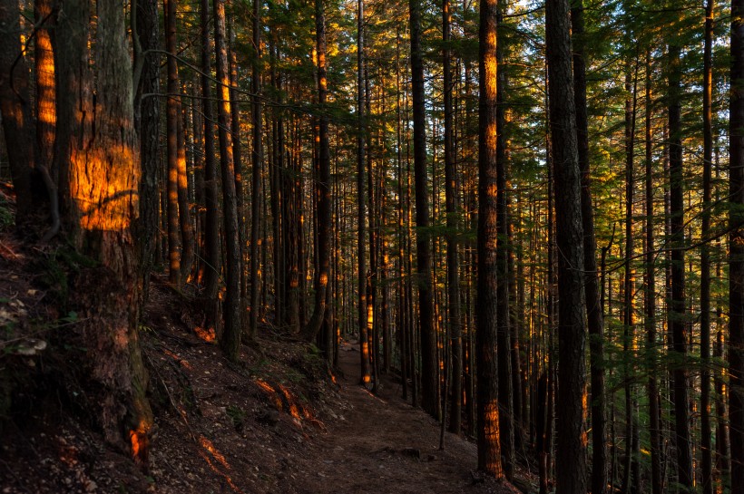 阳光透过整齐树林的图片(12张)