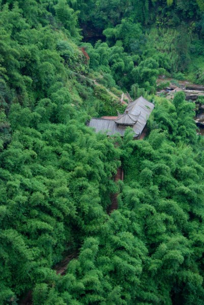 竹海风景图片(16张)