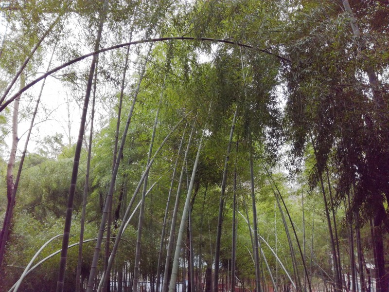 郁郁葱葱的竹林图片(10张)