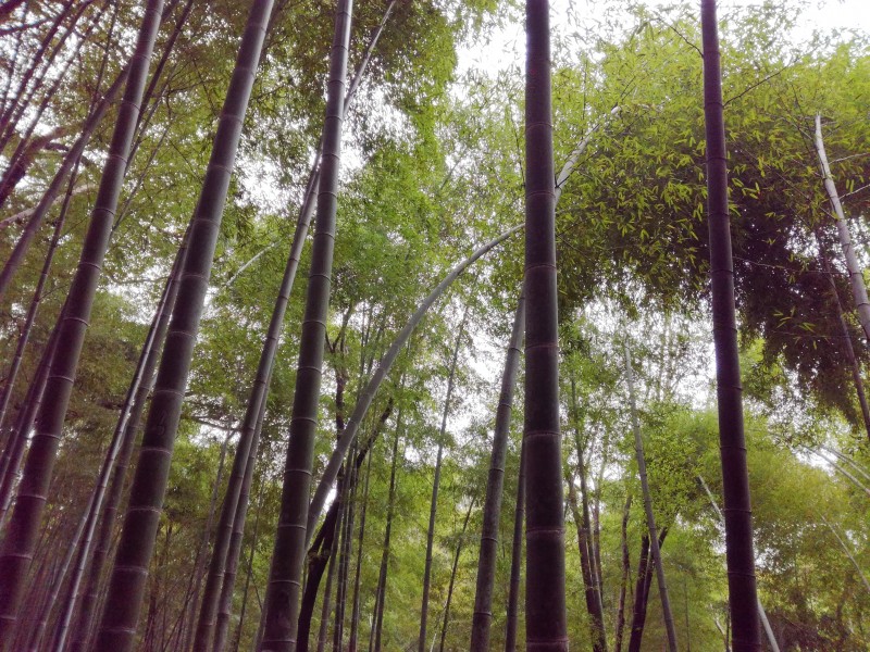 郁郁葱葱的竹林图片(10张)