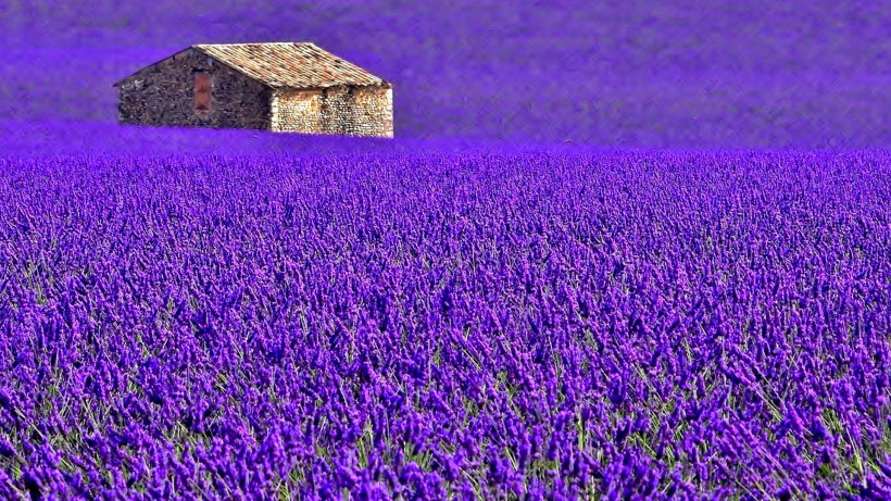 紫色薰衣草风景图片(11张)