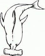 鲨鱼简笔画:双髻鲨