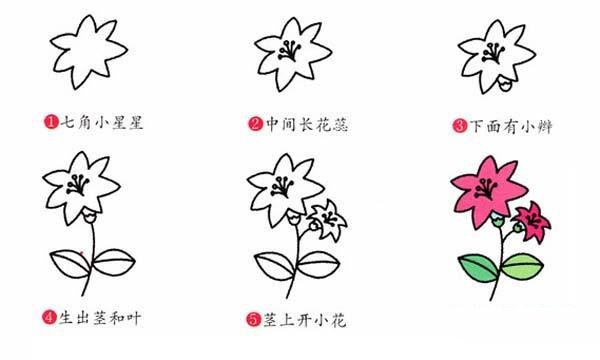 百合花简笔画教程步骤图片：怎么画百合花