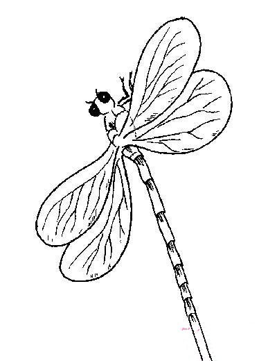 昆虫简笔画：蜻蜓