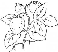 儿童简笔画：成熟的草莓
