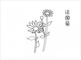 法国菊花简笔画