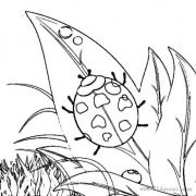 叶子上的七星瓢虫简笔画
