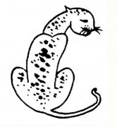 动物简笔画图片：蹲坐着的豹子
