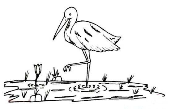 沼泽地里的丹顶鹤简笔画图片