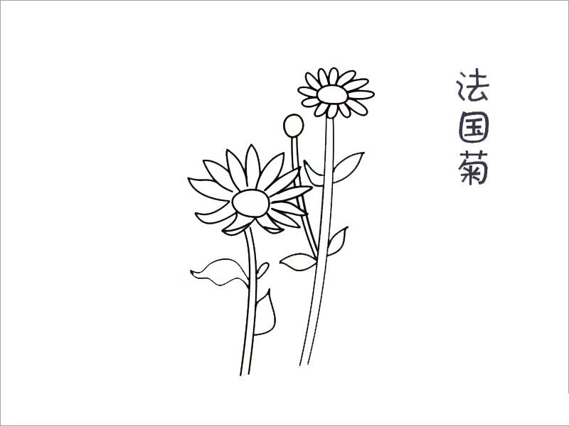 法国菊花简笔画