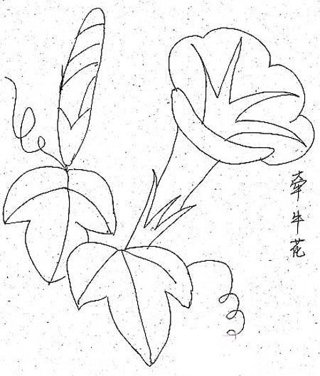 手绘牵牛花简笔画图片大全