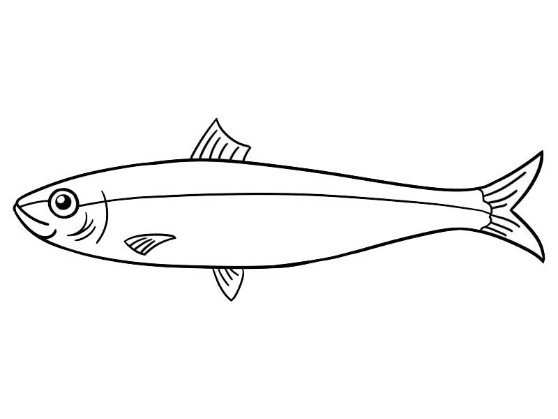 沙丁鱼简笔画教程