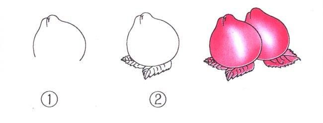 关于如何画桃子的简笔画画法步骤