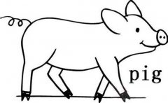 动物简笔画：猪