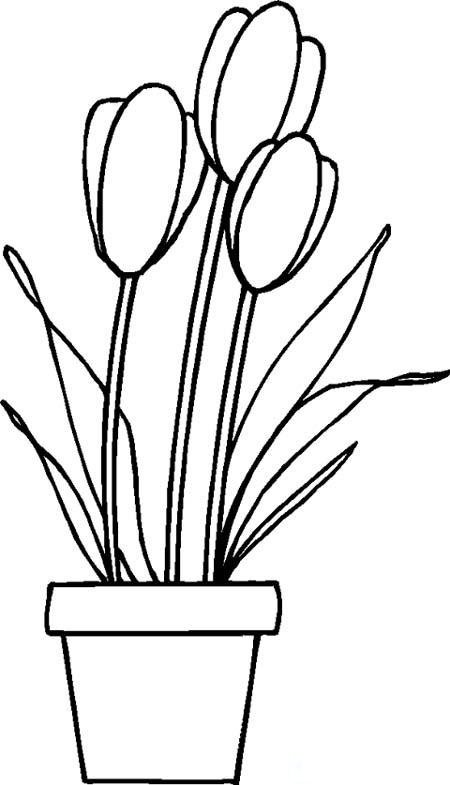 花盆里的郁金香简笔画图片
