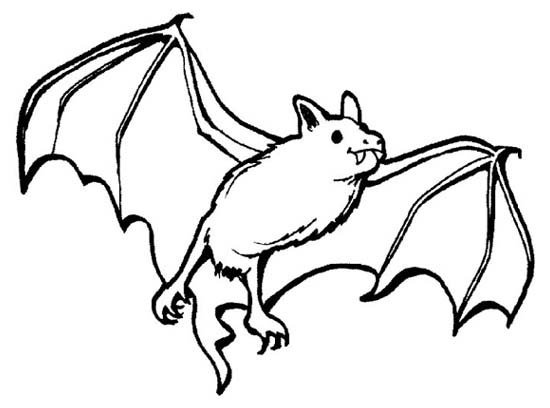 少儿动物简笔画图片：蝙蝠