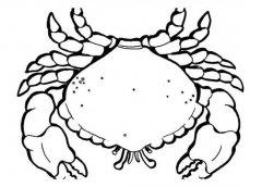 儿童海里的动物简笔画：螃蟹