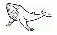 黑白的鲸鱼简笔画图片
