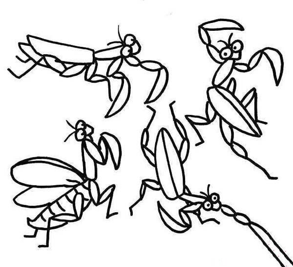 各种体态的螳螂简笔画图片大全