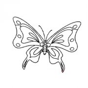 漂亮花纹的蝴蝶简笔画