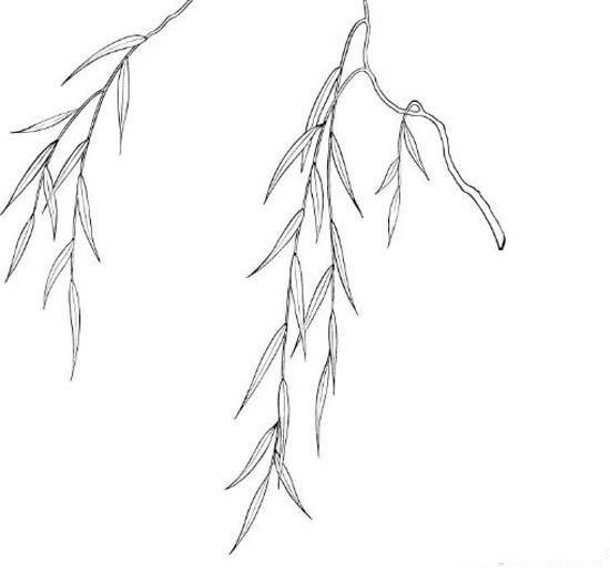 柳树的枝条简笔画图片