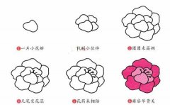 牡丹花简笔画画法步骤：怎么画牡丹