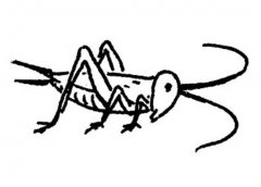 儿童昆虫简笔画图片：蟋蟀