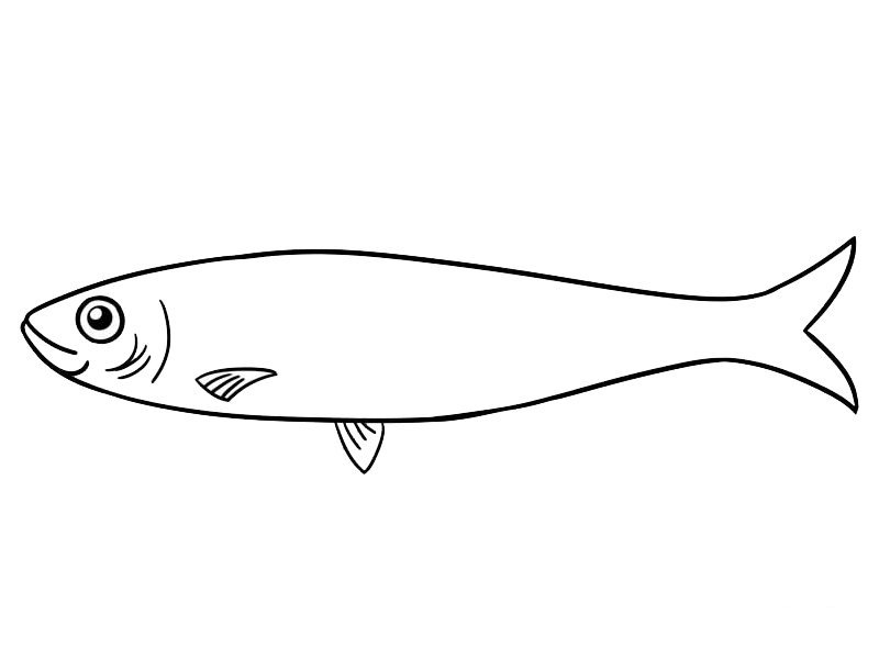 沙丁鱼简笔画