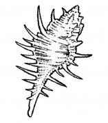 儿童尖角海螺简笔画图片