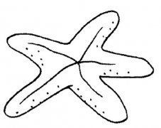 少儿海洋生物简笔画图片：海星