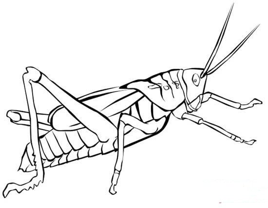 小学生手绘蝗虫简笔画图片